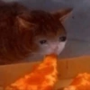 Gatitos tristes 24