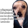 Perritos pal chat 🐕 9