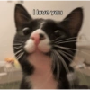 Cats 10