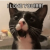 Cats 11