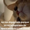 😸 Gatos pal chat 😎🤙 2 6