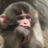 Monkey 11