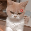 Memes de gatos 7