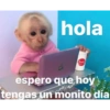 Monkey 6