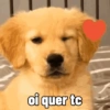 of quer te