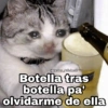 Gatitos SAD 😞 1 13
