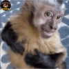 🌴🐒Monkey Crazy🐒🌴 🔥金Montana金🔥 8