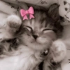 Gatitos 🥰💗 7