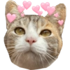 Miaufry Amante 12