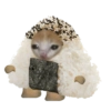 Kucing gemes 😽 cat meme ⚠️ 9