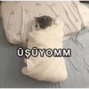 Cats 12
