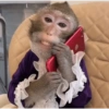 Monkey 5