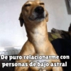 Perritos pal chat 🐕 17