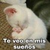 Te veo en mis sueños @Harley Stickers
