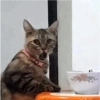 Reacciones Gatitos 15 19
