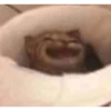 Memes animais 28
