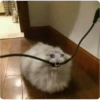 Animals random 28
