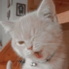Memes de gatos 10
