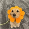 Memes cachorros  13