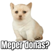 Perritos  18