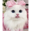 Pets fofos  15