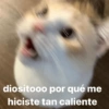 😸 Gatos pal chat 😎🤙 2 9