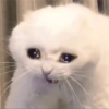 Gatitos tristes 16
