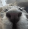 Más gatos tonotos 5