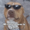 Perritos pal chat 🐕 21