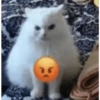 Gatinhos reações  14