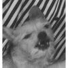 Memes animais 30