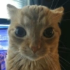 Gatinhos caóticos e fofos 2 12