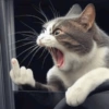 Kucing marah 14