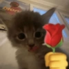 Animais com Emoji de Flor 🌹 8