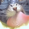Gatinhos reações  10
