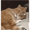 Pets fofos  6