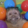 Macaquinhos reagindo  14