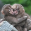 Monkey 7