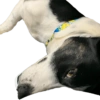 Bruce Wayne Dog 14