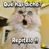 Qué has dicho? WILL Repítelo!!