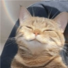 Cats random Vol. 2 24