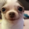 Memes cachorros  5