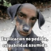 Perritos pal chat 🐕 23