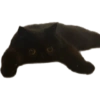 Gatitos 22