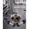 Yupsi2 5