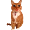 Gata de make memes 12
