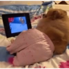 Pets fofos  17