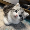 Cats random Vol. 2 26