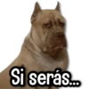 Si serás...