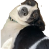 Bruce Wayne Dog 22